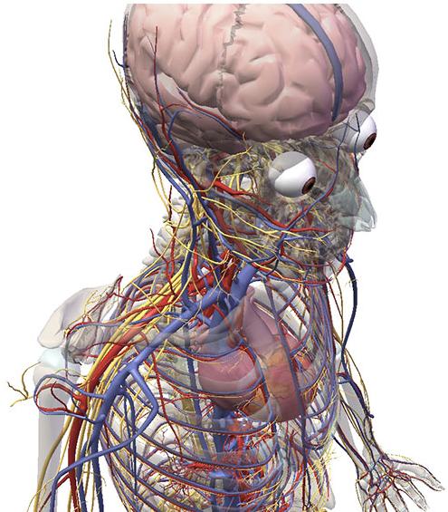human body anatomy. parts of human anatomy.